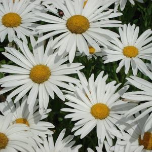 Meet your Posher, Barb